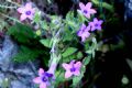 Campanula dichotoma